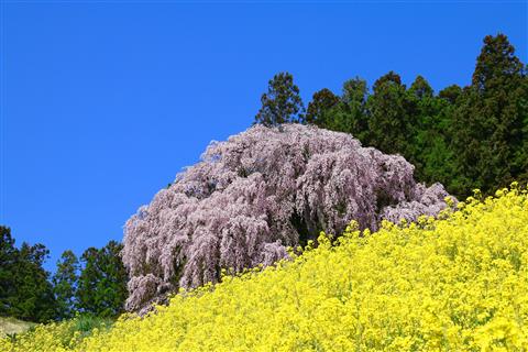 合戦場のしだれ桜